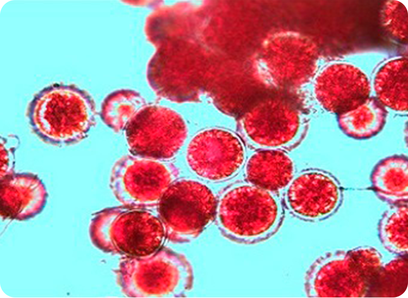 astaxantin products 05 800x584px